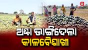 କାଳବୈଶାଖୀ ବର୍ଷାରେ ତାଇୱାନ୍ ତରଭୁଜ ନଷ୍ଟ