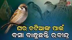 today-is-observed-as-world-sparrow-day