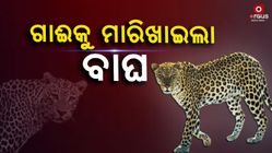 Tiger terror in nuapada district