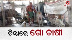 Veterinary treatment in Kendrapara is disastrous