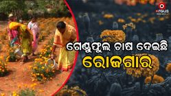 Women have become self-reliant by cultivating mariegold