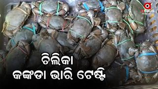 chilika crab hrvy diamond