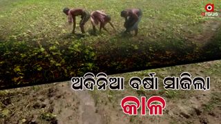 rain washed away the farmer's golden crop