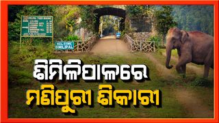 similipal elephant attack
