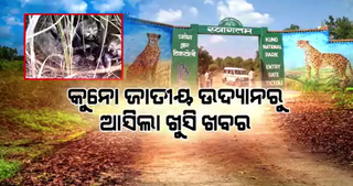 Four healthy cheetah cubs born in Kuno National Park