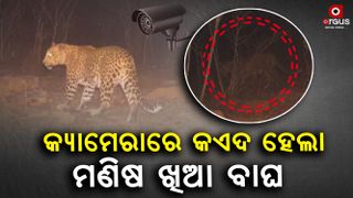 A terrorized man-eating tiger was caught on camera in nuapada