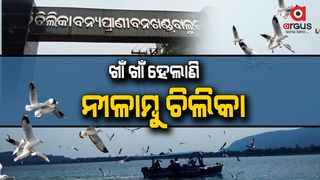foreign birds returned from chilika