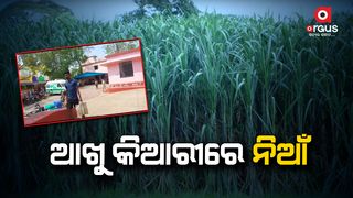 A old man burnt in sugarcane plant