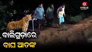 tiger terror in kandhamal