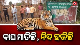 tiger terror in nuapada