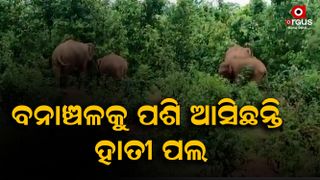 elephant terror in mayurbhanj
