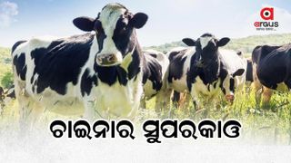 A Chinese cow can give 140 liters of milk a day