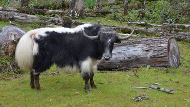 GI Tags For 'Yak Churpi', 2 Other Indigenous Arunachal Products