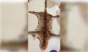 Odisha: STF Seizes Leopard Skin In Nayagarh, One Held