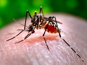 Bangladesh Dengue Outbreak: Death Toll Crosses 1000