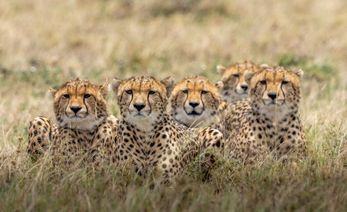 India Celebrates Two Years Of Project Cheetah With 24 Cheetahs, Including 12 Cubs