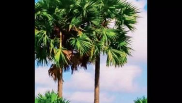 Odisha Govt To Plant 19 Lakhs Palm Tree To Prevent Lightning Strikes