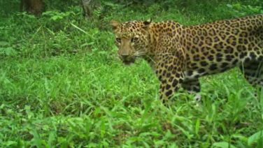 Odisha Home To 696 Leopards: Report