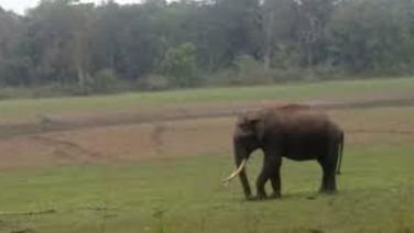 Old Man Trampled To Death By Wild Elephant In Sundargarh