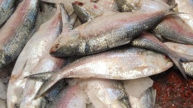 First Shipment Of Bangladeshi Hilsa Arrives In West Bengal Ahead Of Durga Puja