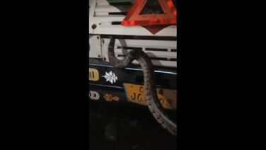 9-Foot Python Rescued From Truck Engine In Malkangiri