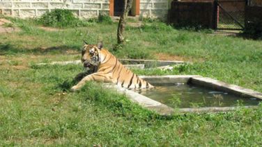 Nandankanan Zoological Park Mourns the Loss of Its Beloved Tigress 'Sara'