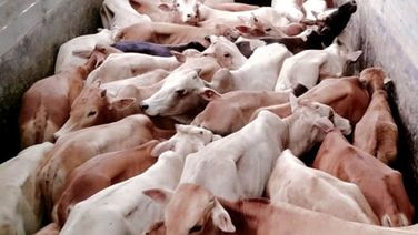 Angul: Locals Help Police Seize Cattle-Laden Truck In Mahidharpur