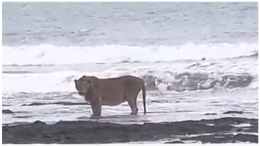 Video Of Lion Spending Quality Time On Beach Goes Viral