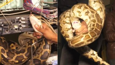 Watch: Man Catches Indian Rock Python With Bare Hands; Video Goes Viral