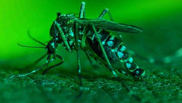 First Dengue Death At VIMSAR