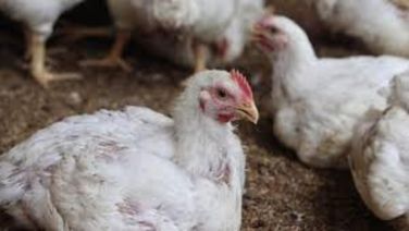 Bhubaneswar: BMC Issues Directives On Bird Flu, Not To Supply Chicken From Affected Area