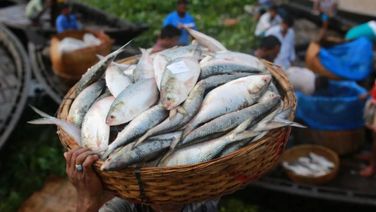 Bangladesh Reverses Export Ban On Hilsa Fish To India Ahead Of Durga Puja