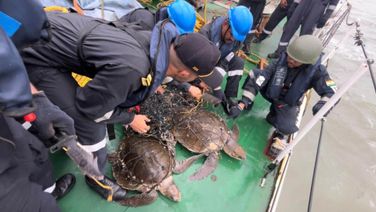 Indian Coast Guard Rescues Entangled Olive Ridley Turtles