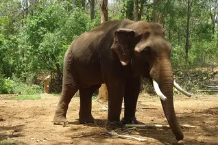 Four elephants moving in city’s Sikharchandi area; fear grips locals