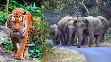 Khordha: Villagers In Fear Over Active Movements Of A Tiger, Elephant Herds