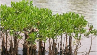 Cyclone Dana: Mangrove Belt Acting As Natural Speed Breaker Minimised Impact In Coastal Sundarbans