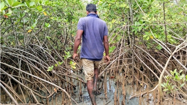 Can Bhitarkanika’s Mangrove Shield Protect It From Cyclone Dana’s Wrath?