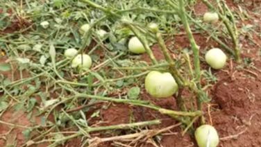 Farmers stare at uncertain future as unseasonal rains, hailstorms ruins standing crops