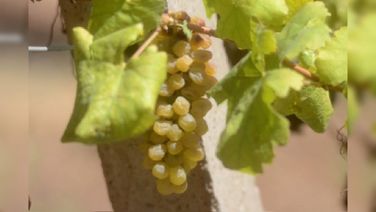 TN Grape Farmers In Crisis As Sweltering Heat Will Lead To Over 80% Fall In Yield