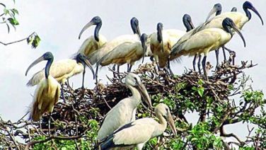 Odisha: Monsoon Bird Census Begins In Bhitarkanika National Park