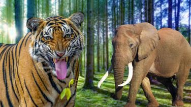 ​​​​​​​Odisha Lost 753 Jumbos & Big Cats In Past 8 Yrs; 602 Persons Killed In Animal-Human Conflicts