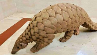 Odisha STF Rescues Live Pangolin, One Held