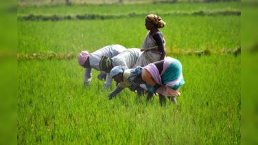 Cabinet Okays Rs 35,000 Cr PM-AASHA Scheme Extension To Empower Farmers