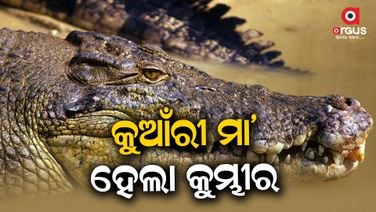 ବିନା ପ୍ରଜନନରେ ଅଣ୍ଡା ଦେଇପାରିବେ ମାଈ କୁମ୍ଭୀର