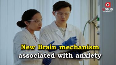 Study reveals how new brain mechanism associated with anxiety, OCD