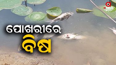 ପୋଖରୀରେ ବିଷ ,ଲକ୍ଷ ଲକ୍ଷ ଟଙ୍କାର ମାଛ ମରି ଭାସୁଛି