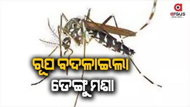 ଦିନ ସହ ଏଣିକି ରାତିରେ ମଶା କାମୁଡିଲେ ବି ହେବ ଡେଙ୍ଗୁ ରୋଗ