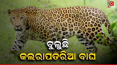 ନୂଆପଡ଼ାରେ ପୁଣି ବାଘ ଆତଙ୍କ