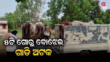 ୨୬ଟି ଗୋରୁ ଉଦ୍ଧାର, ୧୧ ମାଫିଆ ଅଟକ