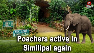 North-east poachers ‘active’ in Similipal again